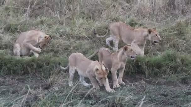 Um orgulho de filhotes de leões jovens em Masai mara em kenya — Vídeo de Stock
