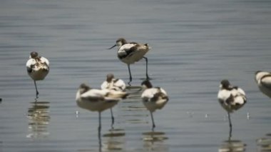 Serengeti gölünde bacaklarını sallayan bir kuş.