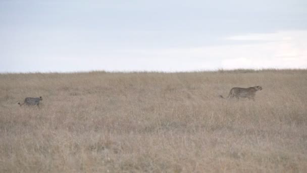 4K 60p disparo de una madre guepardo y cachorros caminando en masai mara reserva nacional — Vídeo de stock