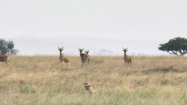 Ein Gepardenpaar jagt eine Hartebeest-Herde — Stockvideo