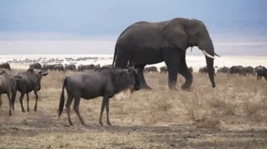 Ngorongoro Krateri 'ndeki bir filin 4K 60p izleme videosu.