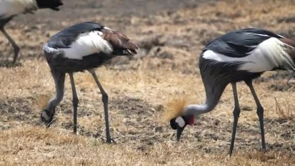 Szaro koronowane stado żurawi żywiące się w ngorongoro — Wideo stockowe