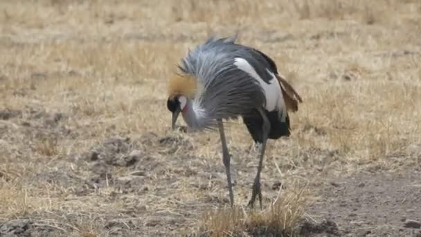 Een kraan nadert bij ngorongoro krater in tanzania — Stockvideo