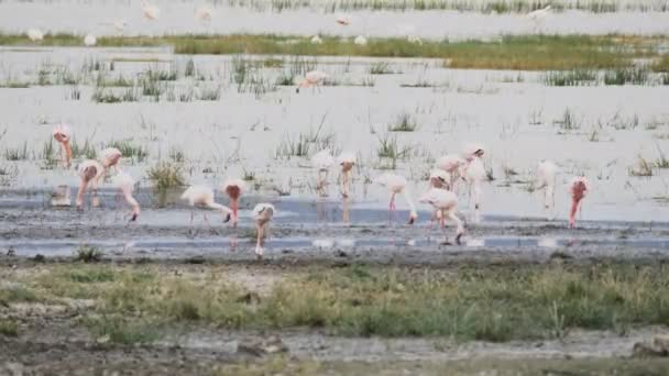 Um bando de flamingo alimentando-se na cratera de ngorongoro — Vídeo de Stock