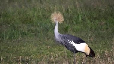 Masai Mara Milli Bankası 'nda gri taçlandırılmış bir vinci kapatın.