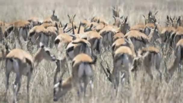 4K 60p bliskie ujęcie stada gazeli w parku narodowym Serengeti — Wideo stockowe