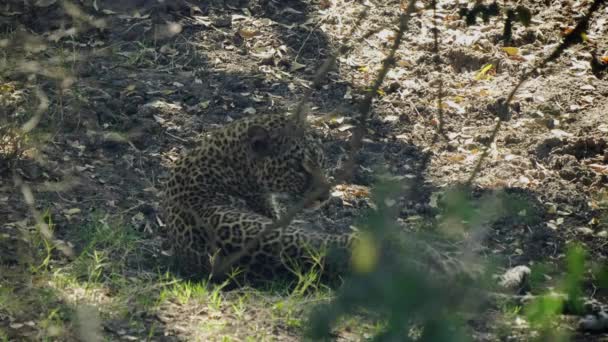 Vue arrière d'un toilettage léopard à l'ombre à la réserve nationale Masai Mara — Video