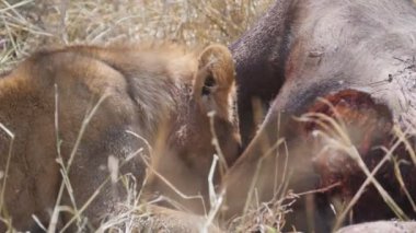 Serengeti Ulusal Parkı 'nda bir aslanın bufalo avıyla beslendiği 180p yavaş çekim.