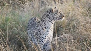 Masai Mara Ulusal Bankası 'nda dikkatle izleyen bir leoparın 60p 4K klibi