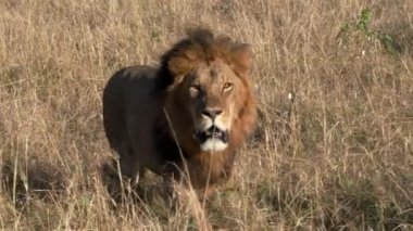 Erkek aslan masai Mara 'da kameraya yaklaşıyor.