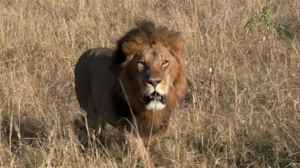 Αρσενικό λιοντάρι πλησιάζει κάμερα σε masai mara — Αρχείο Βίντεο