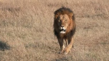 Masai Mara 'dan bir erkek aslan yaklaşıyor.