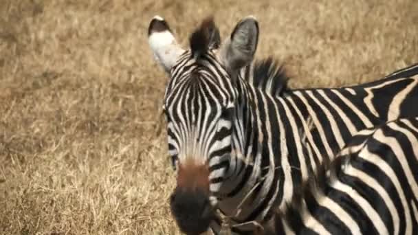 Zblízka zebra potřásá hlavou na kráteru ngorongoro — Stock video