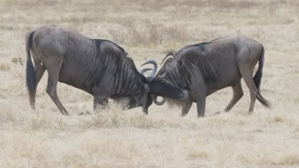 Boční pohled na souboj pakambaly v kráteru ngorongoro — Stock video