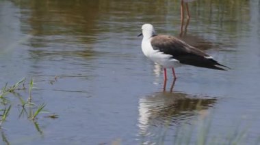 Serengeti Milli Parkı 'nda kafasını ovuşturan siyah kanatlı bir Stig' in 180p yavaş çekimi.