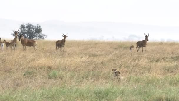 Hartebeest γίνει νευρικό, όπως ένα ζευγάρι τσιτάχ τους καταδιώκει σε serengeti — Αρχείο Βίντεο