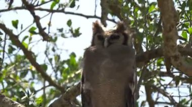 Serengeti 'deki dev bir baykuşun yakın görüntüsü.