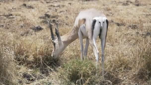 Vista da vicino di una gazzella che si nutre al cratere ngorongoro — Video Stock