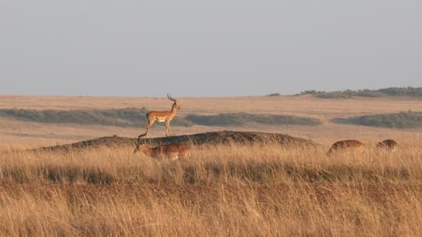 Impala em um monte fica guarda em masai mara em kenya — Vídeo de Stock