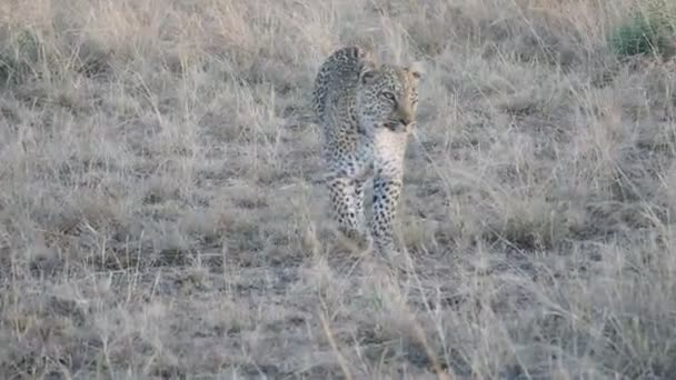 Ein 4K 60p Clip eines Leoparden, der sich dem Masai Mara Nationalreservat nähert und nach rechts läuft — Stockvideo