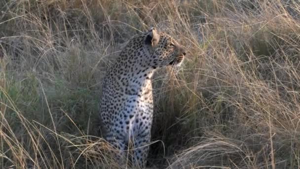 Morgenaufnahme eines Leoparden beim Blick nach rechts auf die Masai Mara in Kenia — Stockvideo