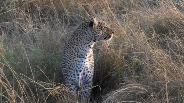 ケニアのマサイ・マラを右側から見たヒョウの朝の写真です — ストック動画