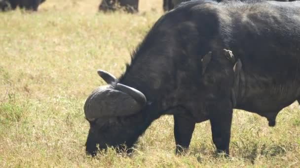 Largo tiro de oxpeckers em um búfalo africano na cratera de ngorongoro — Vídeo de Stock