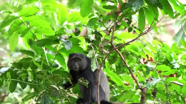 Блакитна мавпа дивиться на камеру на озері Амара національний парк — стокове відео