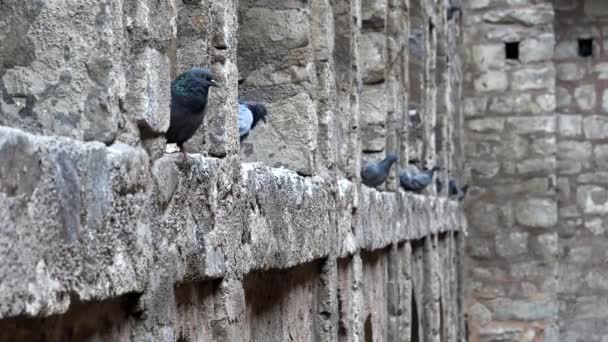 Antik agrasen ki baoli iyi adımlar ve delhi 'de tüneyen güvercinler — Stok video