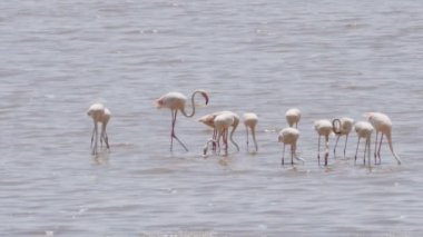 Ngorongoro kraterinde beslenen flamingo sürüsünün 180p yavaş çekim klibi.