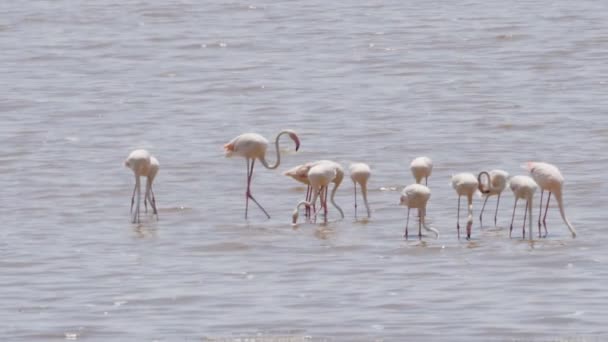 Ein 180p Zeitlupenclip einer Flamingo-Herde, die sich am Ngorongoro-Krater ernährt — Stockvideo