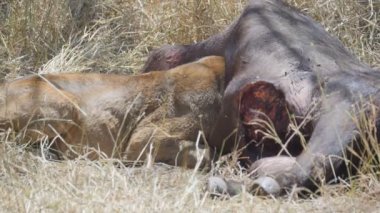 Serengeti Milli Parkı 'nda kafası bir bufalonun içinde öldürülmüş bir aslanın 180p yavaş çekimi.
