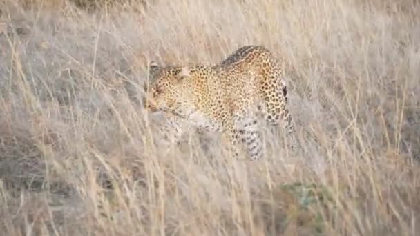 60p 4K-Kamerafahrt eines Leoparden, der sich durch langes Gras im Masai-Maranationalreservat nähert — Stockvideo