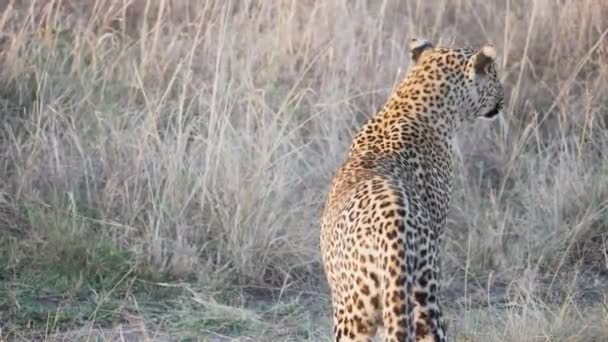 Eine 4K 60p Hochwinkelrückansicht eines Leoparden im Masai Mara Nationalreservat — Stockvideo