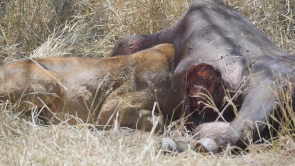 180-p-Zeitlupenaufnahme eines Löwen mit Kopf in einem Büffeltöten im Serengeti-Nationalpark — Stockvideo