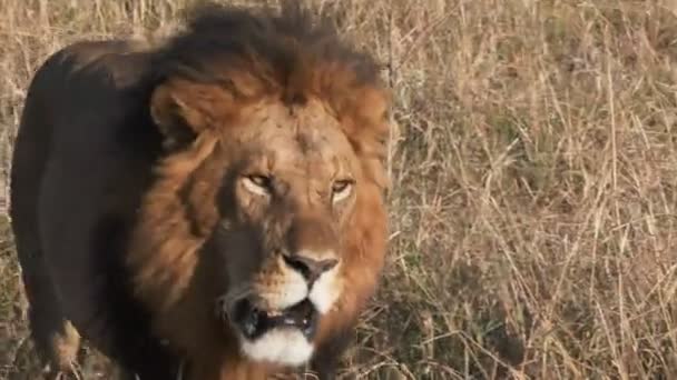 4K 60p estremo primo piano di un magnifico leone maschio che si avvicina alla riserva nazionale di masai mara — Video Stock