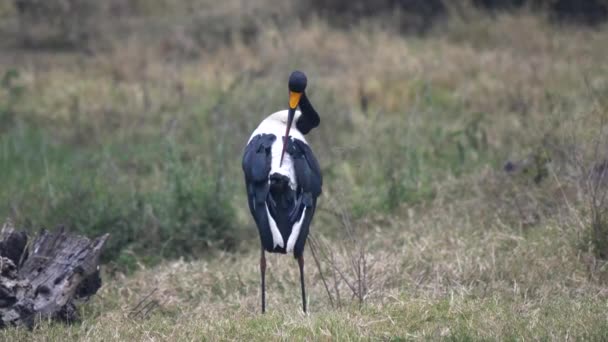 Sela cegonha faturada preening na cratera ngorongoro — Vídeo de Stock