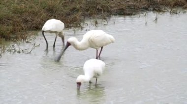 Ngorongoro Kraterinde beslenen üç Afrika kaşığı gagası.