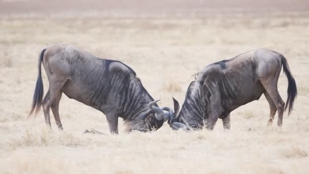 Een 180p slow motion shot van twee mannelijke gnoes stoten hoofden bij ngorongoro krater — Stockvideo