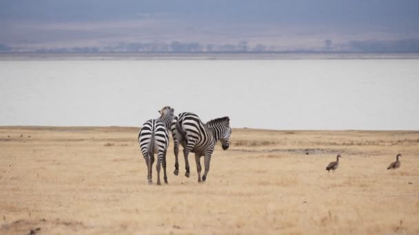 Disparo en cámara lenta de dos cebras luchando en el cráter de ngorongoro — Vídeos de Stock