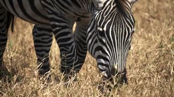 Perto de uma zebra pastando na cratera de ngorongoro na tanzânia — Vídeo de Stock