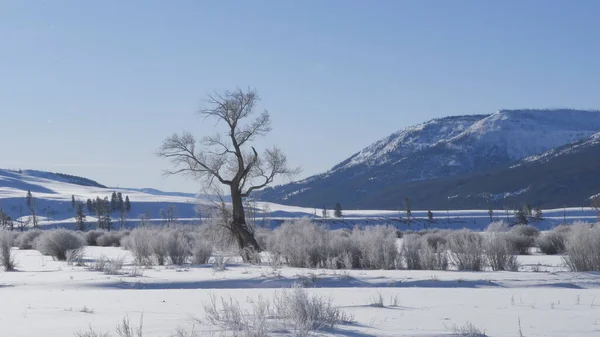 在黄石公园覆盖着霜冻的拉玛山谷里，冬季的一株树 — 图库照片