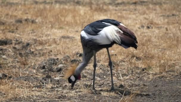 Een grijze gekroonde kraanvogel die zich voedt bij ngorongoro krater — Stockvideo