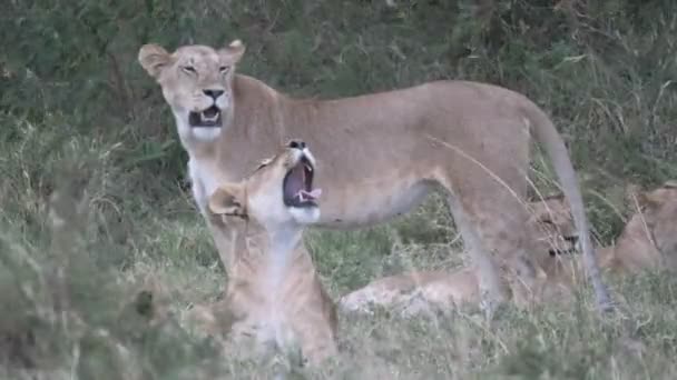 Masai mara león orgullo miembro bostezando en kenya — Vídeos de Stock
