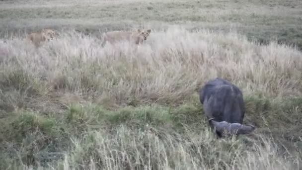 Lwy śledzące afrykańskiego bawoła w Masai Mara w Kenii — Wideo stockowe