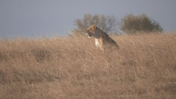 Χαμηλή θέα μιας λέαινας που κάθεται στο μακρύ γρασίδι στο masai mara στο kenya — Αρχείο Βίντεο