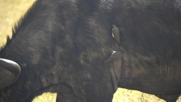 Close up de oxpeckers no lado de um búfalo africano na cratera ngorongoro — Vídeo de Stock