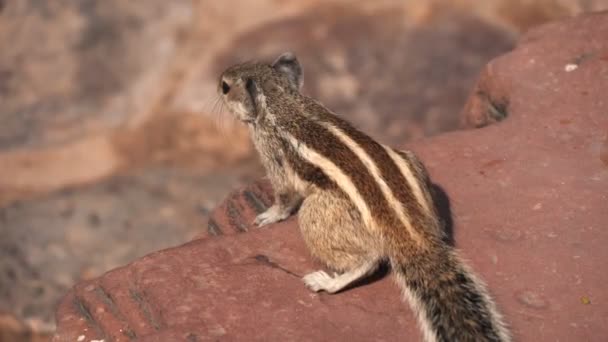 Un écureuil palmier indien à la baignoire minar ruines à delhi — Video