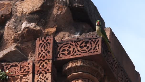 Gyűrűs nyakú papagáj a qutub minar romokon Delhiben. — Stock videók