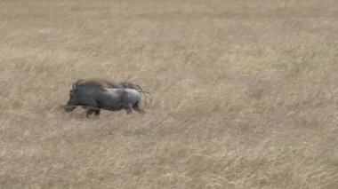 Kenya 'daki Masai Mara' da iki yaban domuzu.